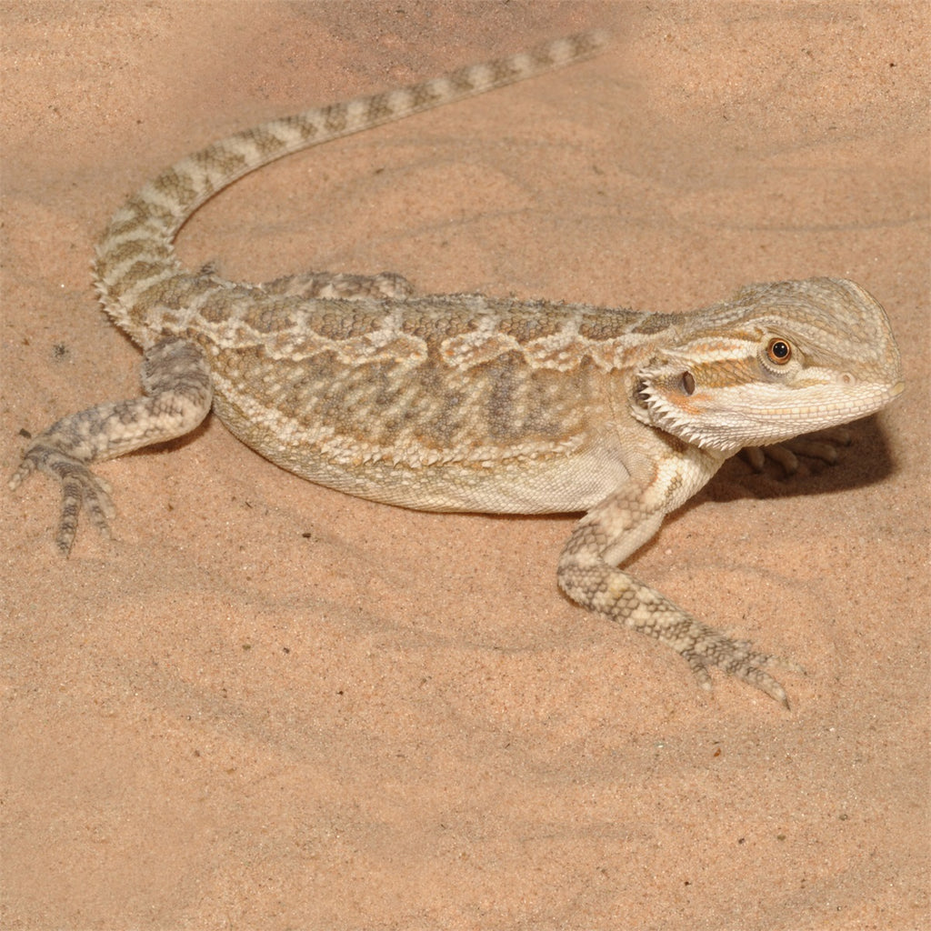 HabiStat Wüstensand Gelb 5 kg