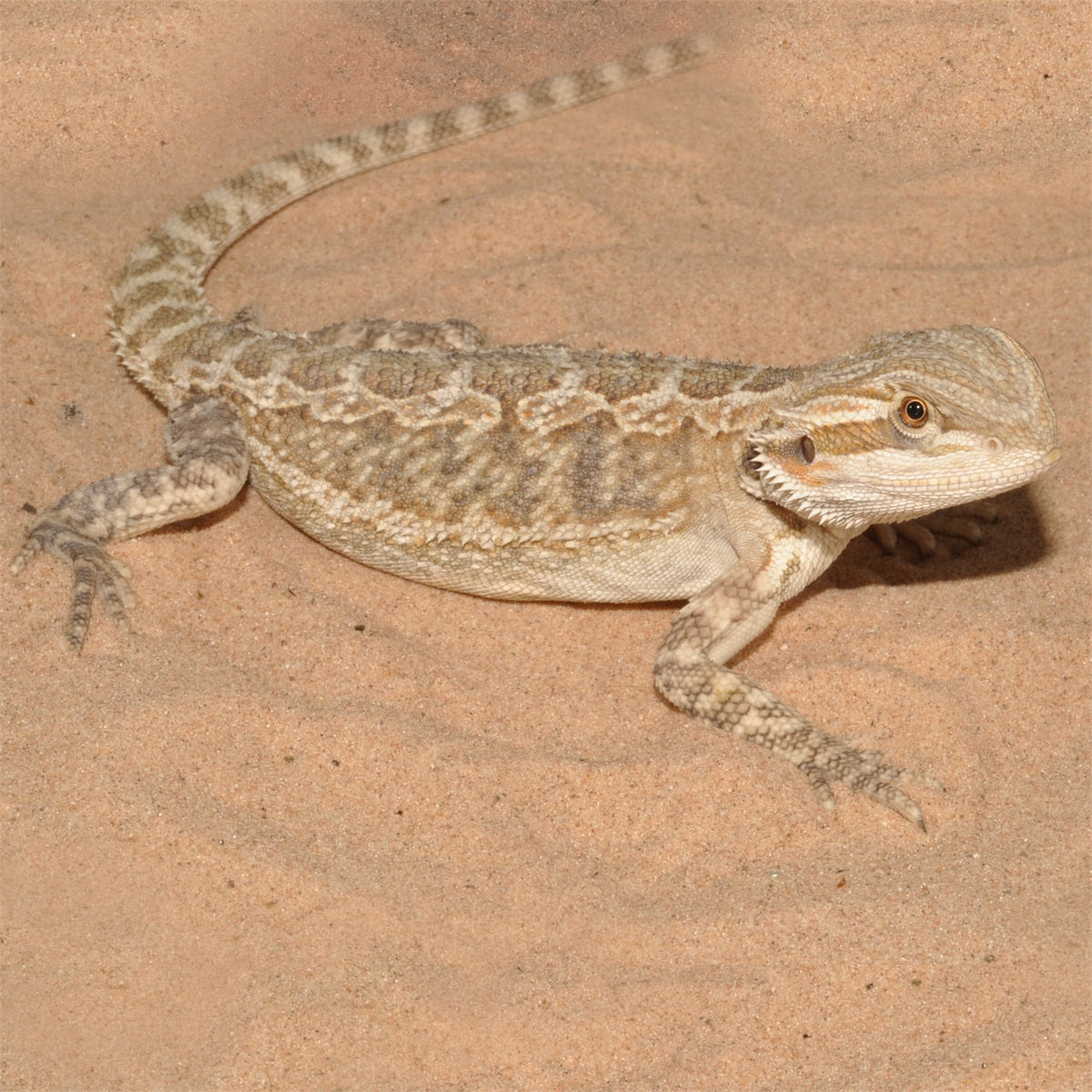HabiStat Wüstensand Gelb 5 kg
