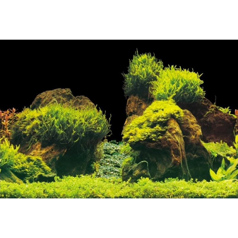 Aqua Nova Hintergrund Rock/Plants S - 60x30 cm